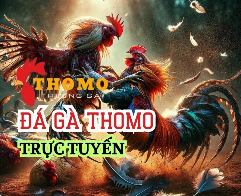 Cược đá gà trực tiếp Thomo hôm nay nhà cái bet88